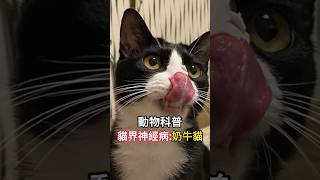 【动物科普】猫界神经病：奶牛猫！