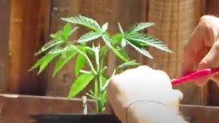 Mainlining a Marijuana Plant - 2nd Pass