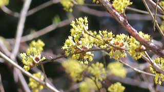 Japanese Cornelian Dogwood/サンシュユ/山茱萸[san syu yu]//Cornus officinalis/ハルコガネバナ/春黄金花