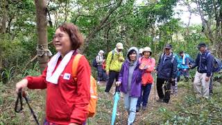 三層崎花海~2023年1月27日新5983隊~復興崗~三層崎花海~貴子坑~三慈宮~三慈步道~小坪頂山~櫻花大道~北投20230127