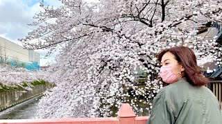 🔴Sakura in Meguro River | Naka-Meguro 2022