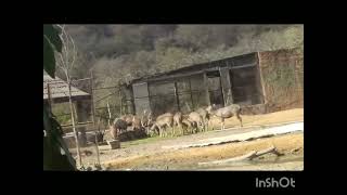 Nahargarh zoological park 🏞️🏞️ Jaipur Rajasthan India