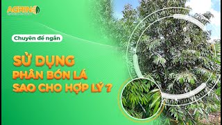 Agrino | Tập 5: Bổ sung dinh dưỡng qua lá sao cho hợp lí? Phân bón lá cho cây sầu riêng