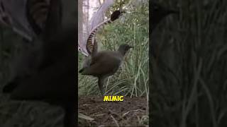 Lyre bird: Peak of mimicking #lyrebird #shorts #mimicking