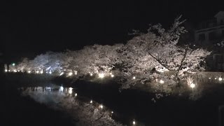 上田城桜松本城夜桜・