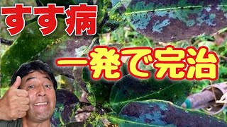 すす病完治！プロが教える葉が黒くなった時の治し方と対策（有料級）