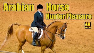 Purebred Arabian Horse Hunter Pleasure Championship!