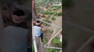 Terror Of Elephant Herd, People Climbed On A Tower | Sambad