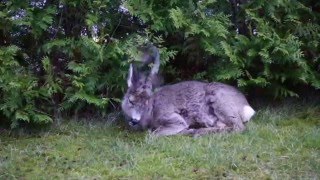 Närgånget rådjur på tomten som håller på att få horn