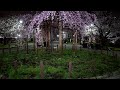 しだれ桜　三春滝桜の子孫木　築山シンボル　♪　隅田公園　台東区 浅草 asakusa　夜桜　tokyo skytree 2022