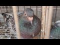 কবুতরের দুটি বাচ্চা নর হয় কেন why two pigeons are males pigeon lover omar