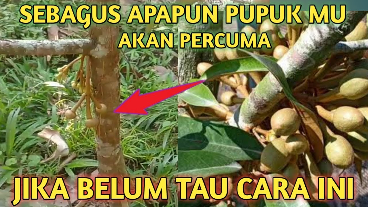 BISA BERBUAH KAPAN SAJA KITA MAU !! Cara Agar Pohon Durian Cepat ...