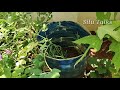 തണ്ണിമത്തൻ ഇനി വീട്ടിൽ വളർത്താം watermelon harvesting and cultivation in malayalam silu talks