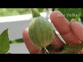 തണ്ണിമത്തൻ ഇനി വീട്ടിൽ വളർത്താം watermelon harvesting and cultivation in malayalam silu talks