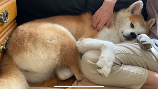 気がつけば目の前にお尻！な秋田犬たち【Akita-inu】Usually there is someone's bum in front of them