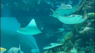 赤道の海をイメージした水槽　【名古屋港水族館】Equatorial sea Port of Nagoya Public Aquarium