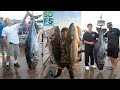 Big Bluefin Tuna Return | Coronado Islands Yellowtail Remain Hot San Diego Sportfishing Report July