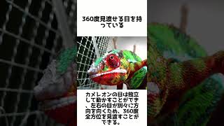 カメレオンの驚きの雑学5選！色の変化と360度の視野に注目！ #動物雑学 #雑学 #動物 #爬虫類  #カメレオン