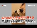 認真看電視被調皮媽捉弄！阿金回頭2次懶得再理😑｜寵物動物｜黃金獵犬｜精選影片