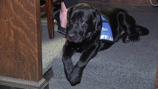 Cook Co. State's Attorney adds comfort dog to staff for child sex assault victims