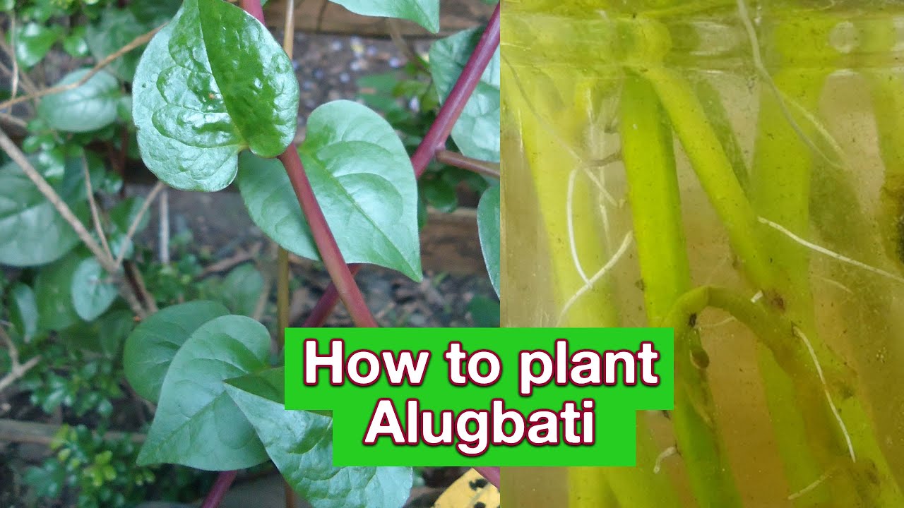 Paano Magtanim Ng Alugbati | Alugbati Health Benefits | Alugbati ...