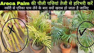 Areca palm Care Tips ।। जल रहा एरिका पाम हो जायेगा हराभरा , Best Gardening Tips