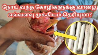 நோய் வந்த கோழிகளுக்கு வாழை எவ்வளவு முக்கியம் தெரியுமா?|Uses of banana stem in tamil