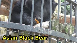 器用にオレンジを食べるツキノワグマが可愛い　Asian Black Bear eat a orange【野毛山動物園】