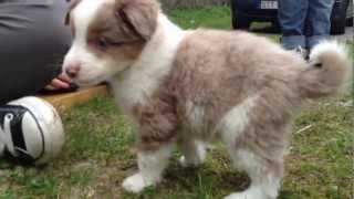 Mini aussie puppies " Miniature American Shepherd " - Väljer valp / choosing a puppy