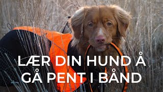 Hundetrening | Gå pent i bånd | AniPort