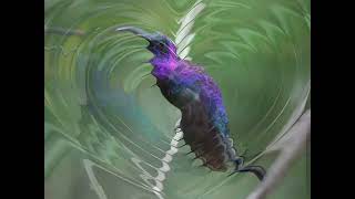 Nature's Palette: The Vibrant Violet Sabrewing