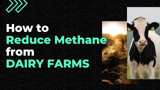 How to reduce methane emissions from dairy farms
