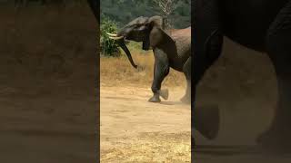 हाथी मेरे साथी🐘🐘Man on Elephant #short #ytshorts Chal chal mere Sathi #trending #Elephant #viral