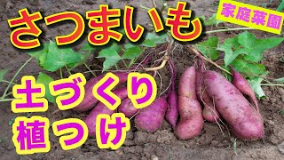 【家庭菜園】さつまいも栽培【土づくり〜植えつけ】雑草・モグラ・ネズミ対策します！【紅あずま】【紅はるか】【シルクスイート】がオススメです！