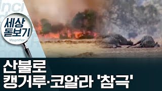 최악의 호주 산불…캥거루·코알라 ‘참극’ | 사건상황실