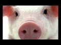 돼지 울음 소리 pig sniffing u0026 squealing sound effect free sound effect