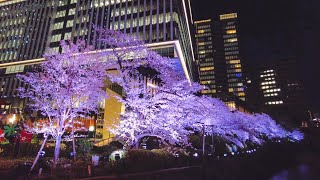 Night view of cherry blossoms - Kioicho, Tokyo（散歩と夜桜見物 - 東京ガーデンテラス紀尾井町）