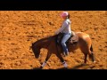 sold belgium~sugar a revolution nrha nrbc 2010 gelding