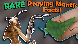 Unboxing RARE Praying Mantises!