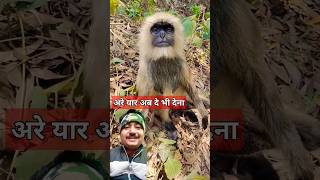 प्यारा छोटा लंगूर बच्चा#cute langur baby#funny #bebi#viral short