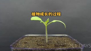 从种子到植物的生长过程！