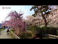 【京都の桜】京都・鴨川「半木の道」シダレザクラ（2022年4月7日　京都市左京区・北区）