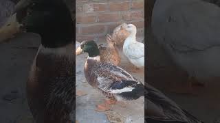 Ducks mashallah