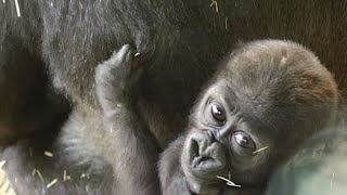 A treasure of the Haoco family. Baby gorilla \