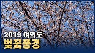 2019 여의도 벚꽃 풍경