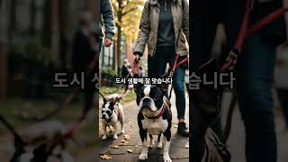 도시에서 키우기 쉬운 강아지 top 5 #강아지 #도시생활 #vrew #chatgpt #wrtn #ai #shorts #puppy #dog #city #citylife