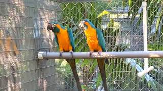 Aviary Full of Exotic Parrots #beautiful #parrot #cute #amazing #birds