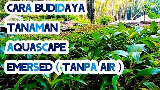 Budidaya Tanaman Aquascape Tanpa Air ( Emersed ) | Sangat Mudah !!!