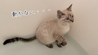 子猫がお風呂にいたのでそのままお湯を張ってみた