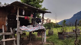 ชีวิตชาวนา บรรยากาศทุ่งนา ที่นาท่อน ข.คำม่วน Farmer life in Nathone Laos